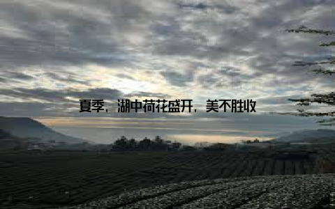 夏季, 湖中荷花盛开, 美不胜收