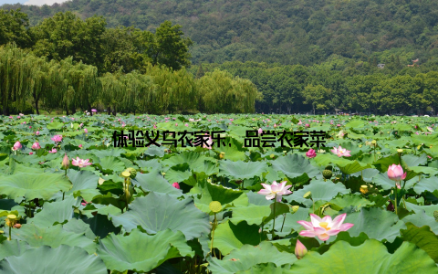 体验义乌农家乐, 品尝农家菜